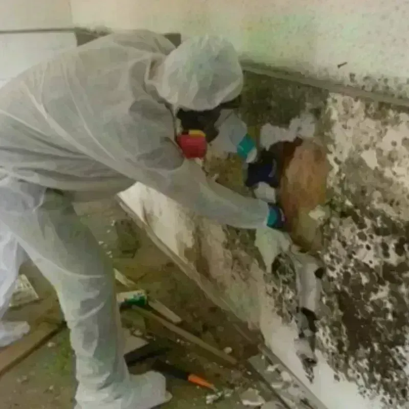 Mold Remediation and Removal in Ouachita County, AR